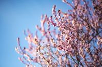 Kaboompics - Pink Flowering Tree Canopy with Soft Focus and Blue Sky Copy Space