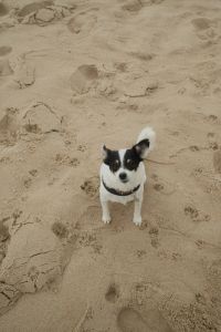Kaboompics - Small Black and White Dog Standing on Sandy Beach at Sunset