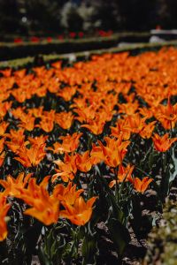 Kaboompics - Orange Tulip Stems in a Natural Garden Composition