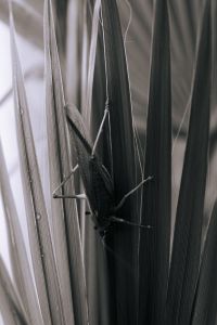 Kaboompics - Monochrome Green Blades with Soft Focus Botanical Background