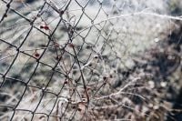 Kaboompics - Red Berries on Frosted Bare Branches against a Soft Winter Bokeh Background