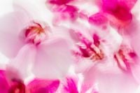 Kaboompics - Abstract Pink Orchid Cluster Soft Blur Background