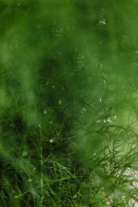 Kaboompics - Soft-Focus Tamarisk Foliage for a Natural Green Background