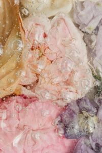 Kaboompics - Close-Up Blush Cream and Mauve Petals with Water Droplets, Botanical Macro Background