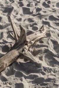 Kaboompics - Driftwood Shapes in a Rippled Beach Sand Background