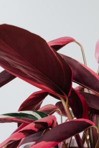 Kaboompics - Vibrant Calathea Triostar Indoor Plant Foliage