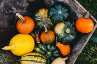 Kaboompics - Crate of Colorful Pumpkins and Gourds