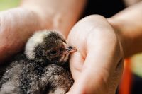 Kaboompics - Sleeping Yellow Baby Chicks on a Cream Striped Blanket
