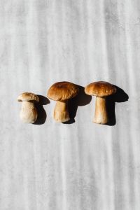 Kaboompics - Three Wild Mushrooms Arranged on a Pale Background