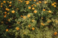 Kaboompics - Orange Flowers and Green Garden Foliage