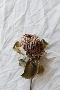 Kaboompics - Vertical Dried Protea with Olive-Toned Leaves on White Linen, Neutral Botanical Still Life
