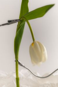 Kaboompics - White Tulip Suspended with Metal Clips