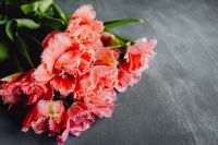 Kaboompics - Coral Pink Flowers With Gray Negative Space
