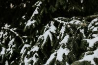 Kaboompics - Close-ups of snowy trees