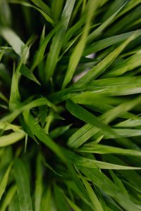 Kaboompics - Fresh Green Grass Texture in a Botanical Garden