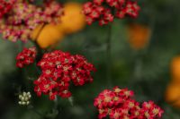 Kaboompics - Red Autumn Flower Clusters with Warm Botanical Background