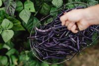 Kaboompics - Close View of Purple Beans in a Harvest Basket