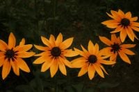 Kaboompics - Orange Flower Garden in Soft Focus