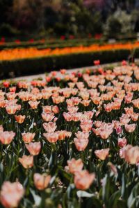 Kaboompics - Pink Tulips Gathered Around Green Spring Foliage