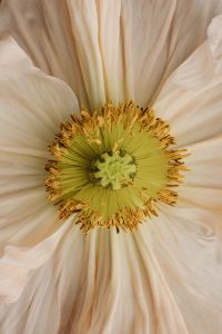 Kaboompics - White Flower Macro With Layered Petals