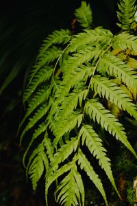 Kaboompics - Tall Fern Foliage in Madrid Botanical Garden