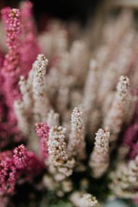 Kaboompics - White Erica Flower Spikes among Pink Heather, Vertical Shallow-Focus Floral Photo