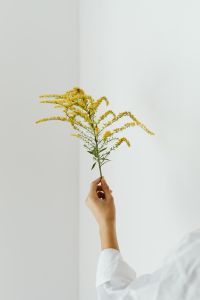 Kaboompics - Single Goldenrod Branch with Open White Space for Fall Layouts