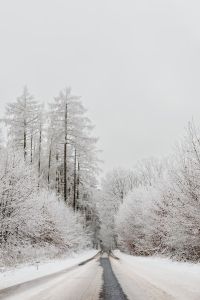 Kaboompics - Frosted Pine Forest In A Quiet Winter Clearing