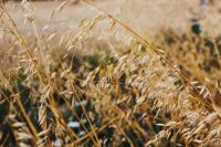 Kaboompics - Oats close-up