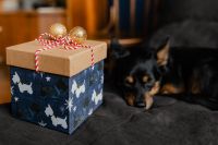 Kaboompics - Blue Christmas Gift Box with Gold Ornaments beside a Dog
