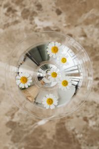 Kaboompics - Overhead Daisy Flowers Floating in Glass with Reflections
