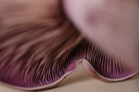 Kaboompics - Violet Mushroom Gills Macro Detail