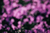 Kaboompics - Pink flowers blooming in spring