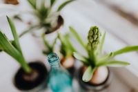 Kaboompics - Soft Focus Hyacinth Buds and Blue Bottle in Spring Still Life