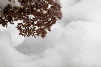 Kaboompics - Dried Frosted Plant Over Snow with Minimal Copy Space