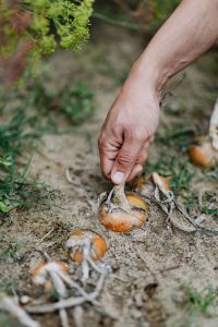 Kaboompics - Pulling a Fresh Onion from the Ground During Garden Harvest