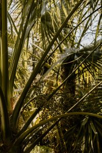 Kaboompics - Vertical Palm Leaves with Deep Garden Greenery