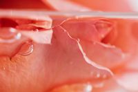 Kaboompics - Pink Rose Floating in Water on a Minimal White Background