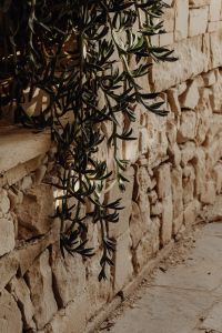 Kaboompics - Trailing Succulent Branches over a Rough Stone Wall