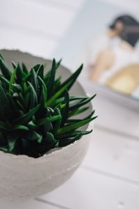 Kaboompics - Green plant with magazines