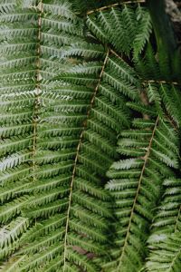 Kaboompics - Large Fern Fronds Filling a Tropical Greenhouse