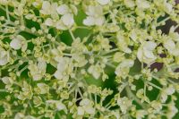 Kaboompics - Green flowers