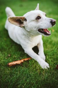 Kaboompics - White Dog Looking to the Side beside a Stick on the Lawn, Active Dog Portrait