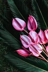 Kaboompics - Pink Anthurium Blooms Among Sago Palm Leaves, Botanical Close-Up