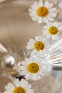 Kaboompics - Soft Focus Daisies in Reflective Glass with Copy Space