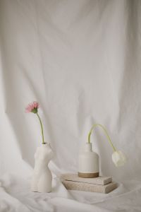 Kaboompics - Delicate Bloom Composition against a Soft White Backdrop