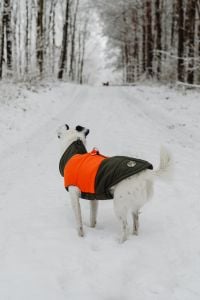 Kaboompics - Dog In Orange Winter Coat Walking Through Snowy Forest