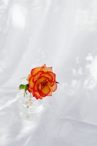 Kaboompics - Front-Facing Coral Rose Still Life in Glass Vase