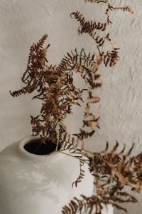 Kaboompics - Dried Foliage Against Soft Textured Wall with Copy Space