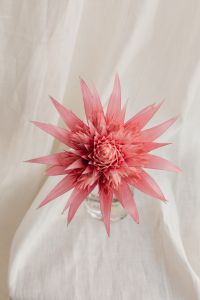 Kaboompics - Pink Flower on a Striped Bromeliad Plant